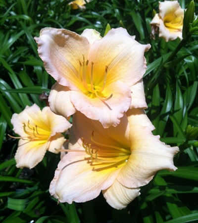 Daylily Mini Pearl